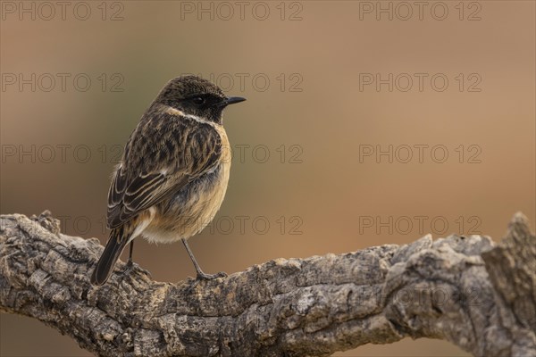 European stonechat