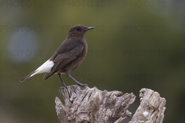 Black Wheatear