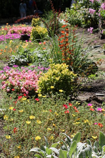 Beautiful colorful flower garden with various flowers