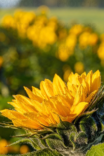 Sunflowers at sunrise, Gechingen, Germany, Europe