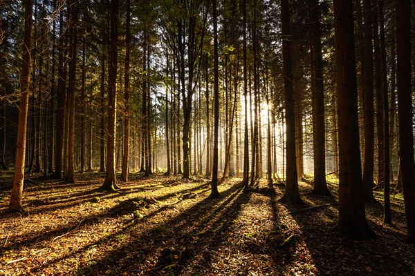 Autumn Forest, Morning, Black Forest, Germany, Europe