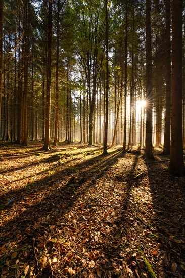 Autumn Forest, Morning, Black Forest, Germany, Europe