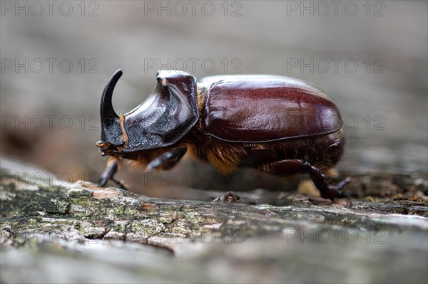 European rhinoceros beetle