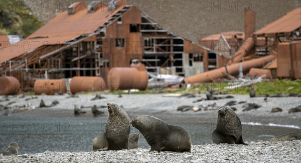 Sea Bears off South Georgia Whaling Station Stromness Bay