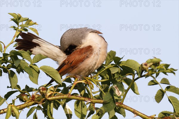 Red-backed Shrike