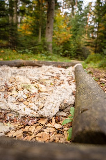 Barefoot Park in the Forest, Schoemberg, Black Forest, Germany, Europe