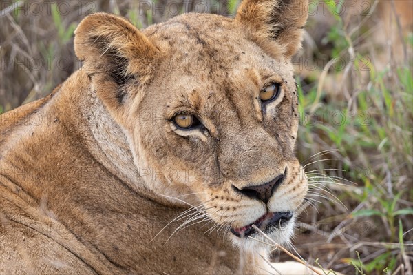 Lioness, animal portrait, Taita Hills Wildlife Sanctuary, Kenya, Africa