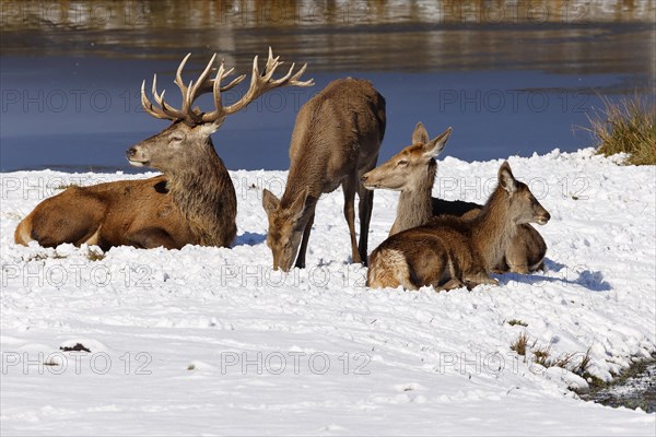 Red deer