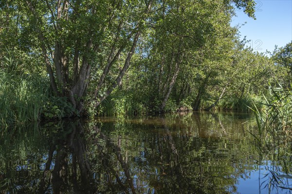 Landscape in the Loosdrechtse Plassen nature reserve, Loosdrecht, North Holland, Netherlands