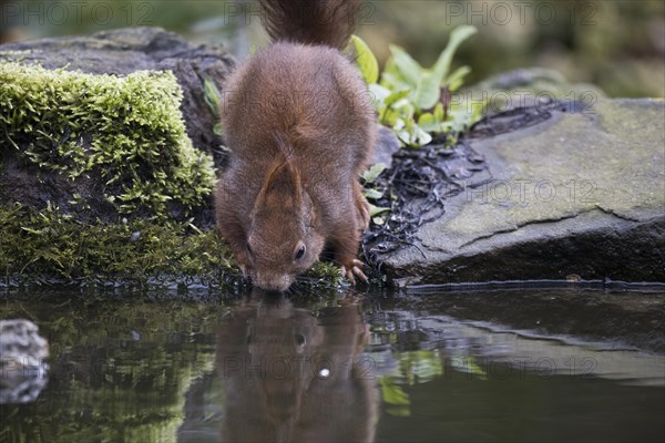 Eurasian red squirrel