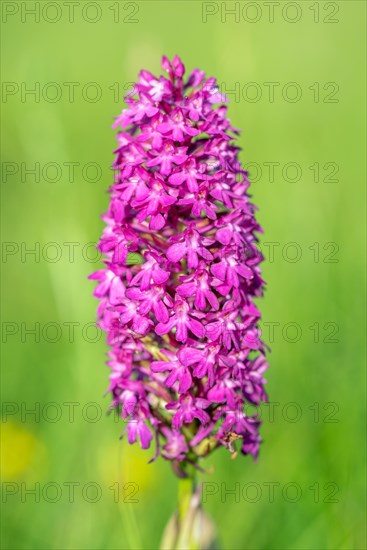 Pyramidal orchid in a meadow in spring. Alsace, France, Europe