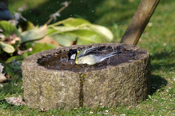 Great Tit