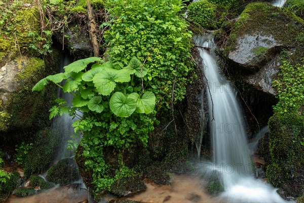 Waterfall in a mountain forest at springtime. Vosges, Alsace, France, Europe