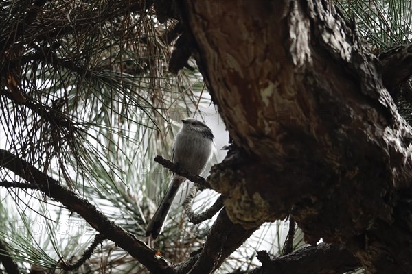 Long-tailed tit