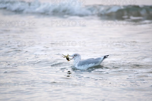 European herring gull