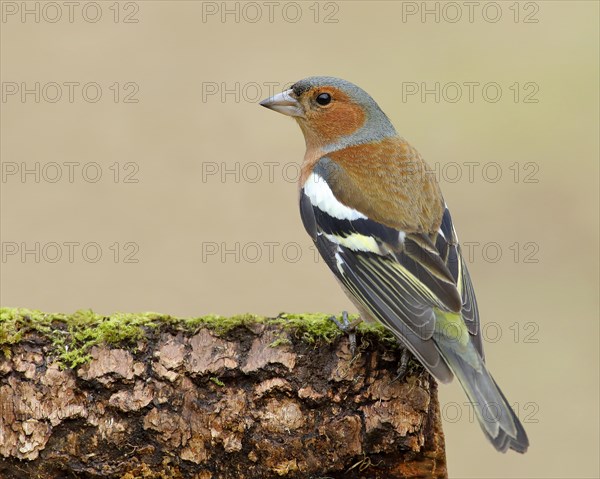 Common chaffinch