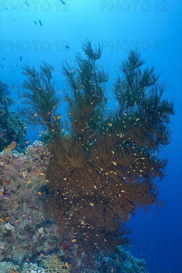 Black bushy black coral