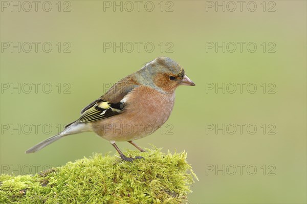 Common chaffinch