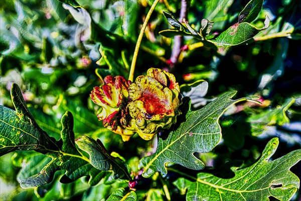 Red knob gall of the knob gall wasp