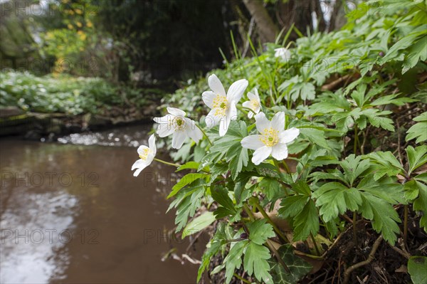 Wood anemone