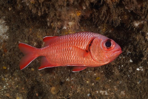 White fringed soldierfish