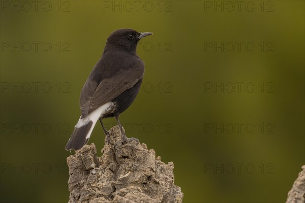 Black Wheatear