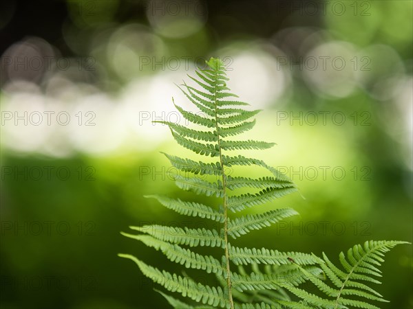 Fern