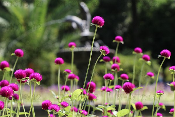 Beautifu lGlobe amaranths, Amaranthaceae flowers in nature background