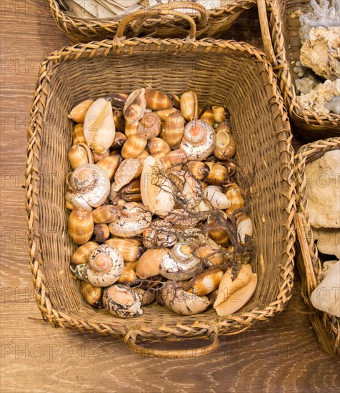 Same type of sea shells collected for decorative purposes