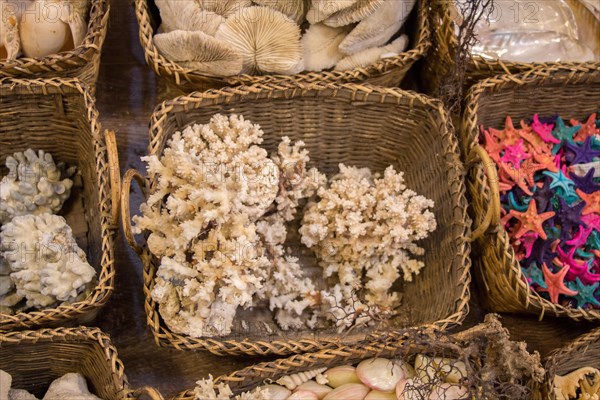 Same type of sea shells collected for decorative purposes