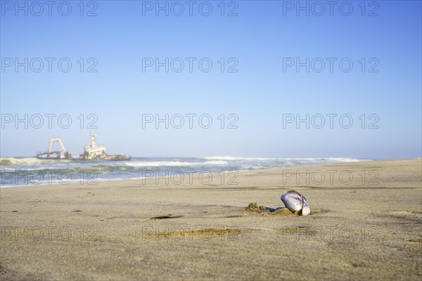 Closeup of Mussel shell on the beach with beautiful scenery background of the abandoned shipwreck, the stranded Zeila vessel. Swakopmund, Namibia, Africa