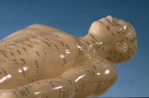 Acupuncture, acupuncture points of the human body, shown on a practice dummy for alternative practitioners