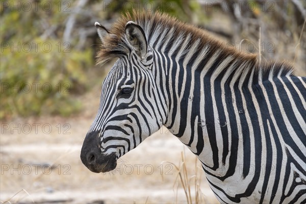 Plains Zebra of the subspecies crawshay's zebra