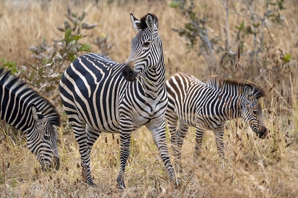 Plains Zebra of the subspecies crawshay's zebra