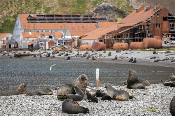 Sea Bears off South Georgia Whaling Station Stromness Bay