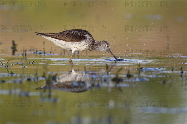 Common greenshank