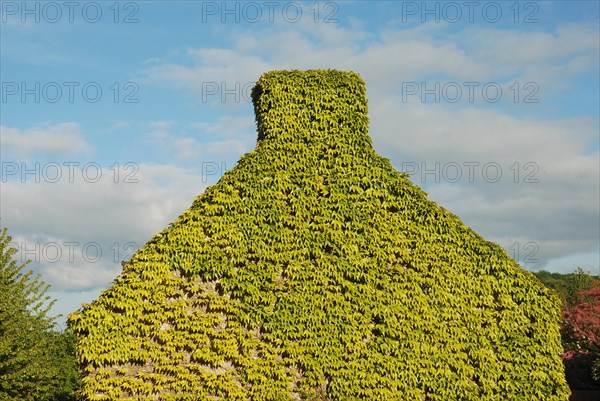 House, completely overgrown with virginia creeper