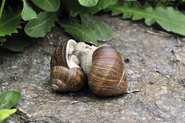 Burgundy snails