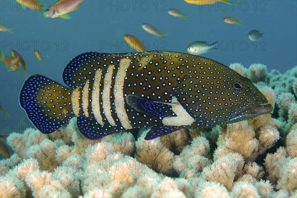 Bluespotted grouper