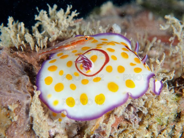 Ringed star snail Star snail