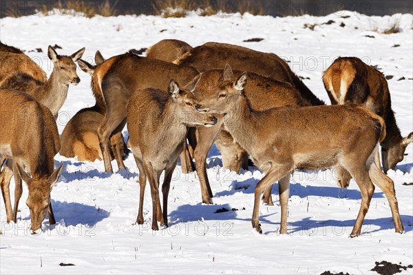 Red deer