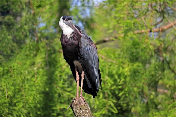 Asian Woolly-necked Stork