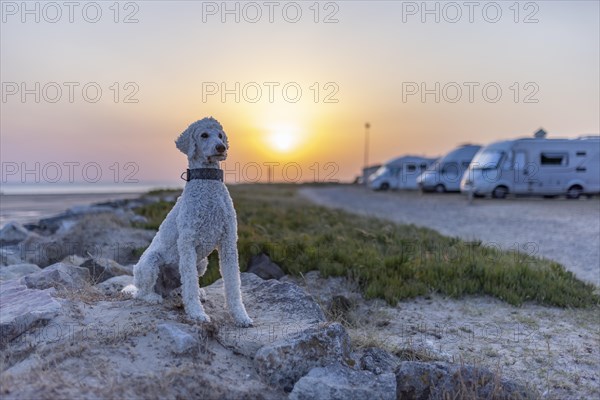 Dog, white king poodle sitting on a rock at sunset on a camper site by the sea, Portbail, Normandy, France, Europe