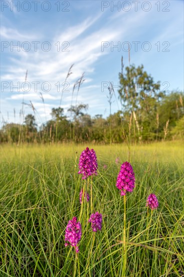 Pyramidal orchid in a meadow in spring. Alsace, France, Europe