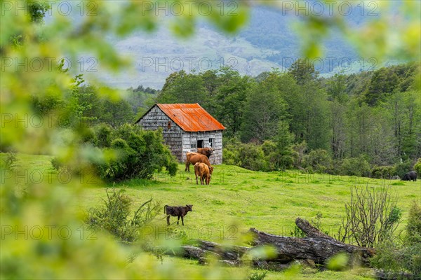 Cows grazing in front of a wooden house covered with shingles, Cerro Castillo National Park, Aysen, Patagonia, Chile, South America