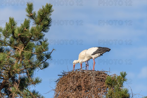 Pair of white stork