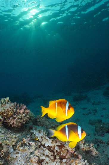 Pair of red sea clownfish