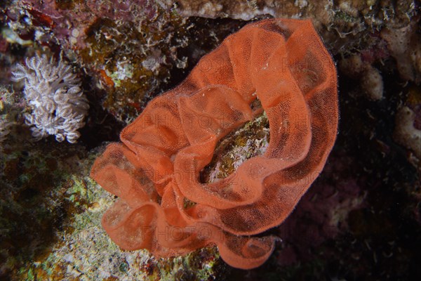 Spawn of Spanish Dancer