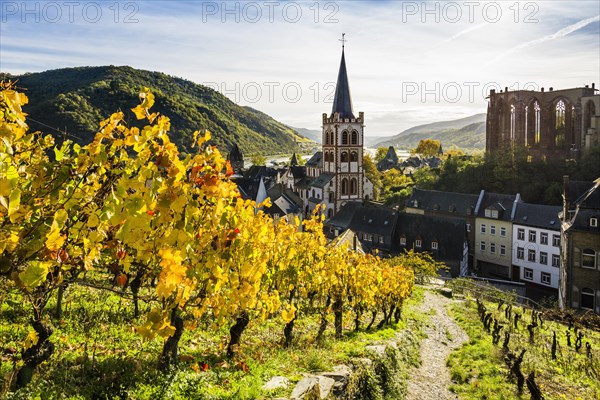 Vineyards and town, St. Peters Parish Church and the ruined Werner Chapel, Bacharach, Upper Middle Rhine Valley, UNESCO World Heritage Site, Rhine, Rhineland-Palatinate, Germany, Europe