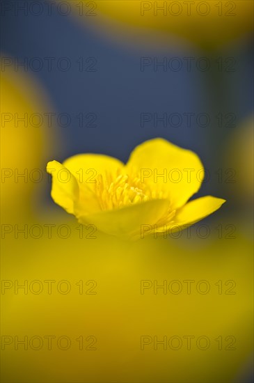 Marsh marigold